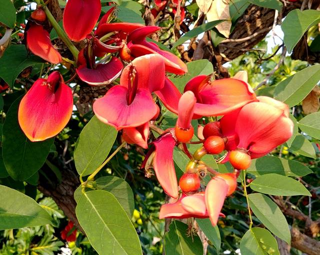 coral tree hawaii flowers common month plant diana duff west today