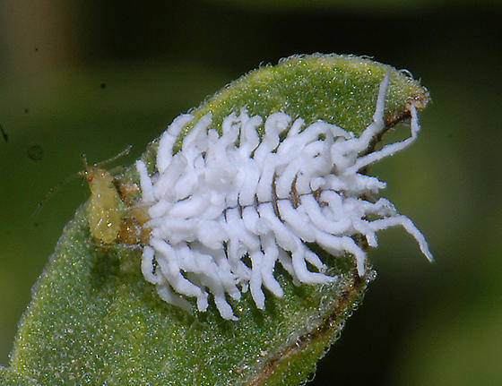 Tropical Gardening Helpline: Mealy bug destroyer one predator you want