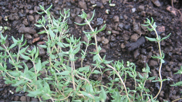 1671772_web1_1-common-thyme---small-leaves-by-dd.jpg