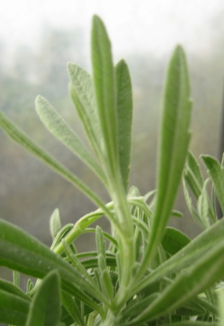 1671772_web1_5-common-sage-leaves-close--by-dd.jpg