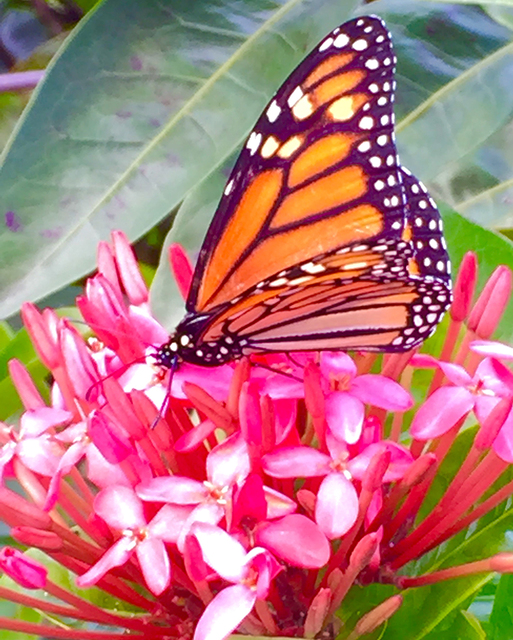 1695285_web1_Romero-Butterfly.jpg