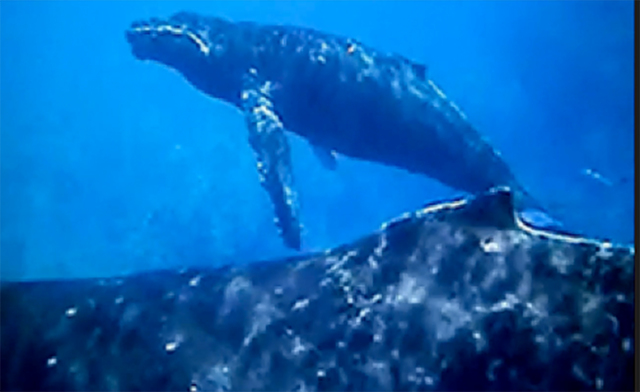1714265_web1_Whale_Video_1.jpg