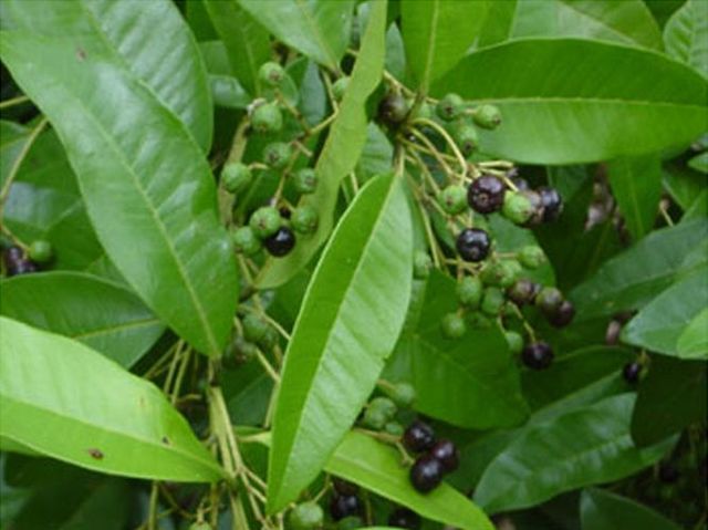 1728250_web1_allspice-berries-tradewindsfruit.com.jpg