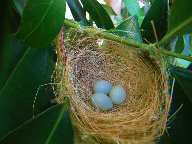 1746517_web1_birds-nest-Sigel.jpg