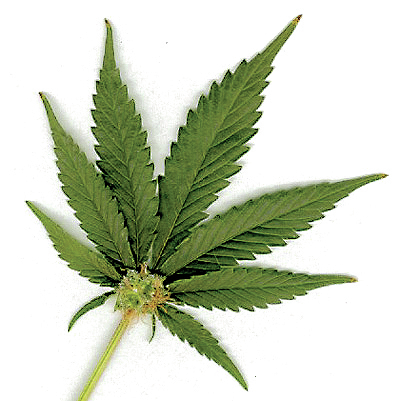 1764755_web1_marijuana-leaf.jpg