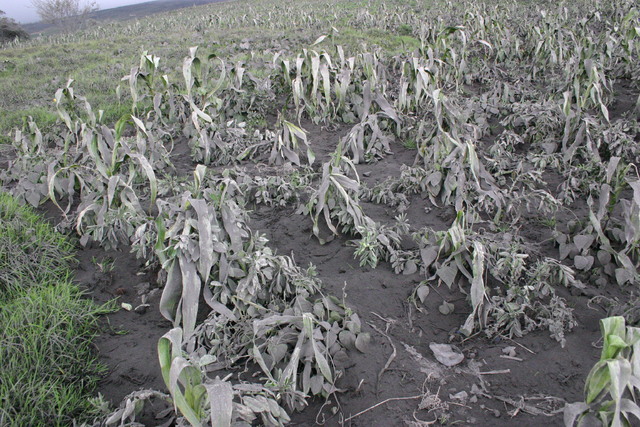1826546_web1_Ashfall-on-corn-crops-in-Ecuador_Patricio-Ramon_15-mm.jpg