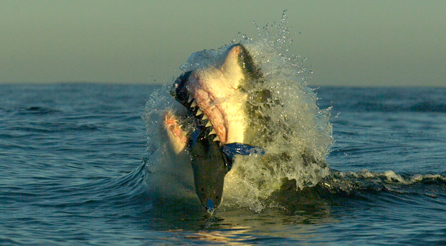 1857764_web1_20150618-AMX-TV-SHARKWEEK191.jpg