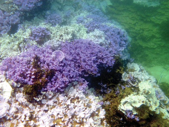 1886934_web1_Coral-Bleaching-Hawai_Prem.jpg