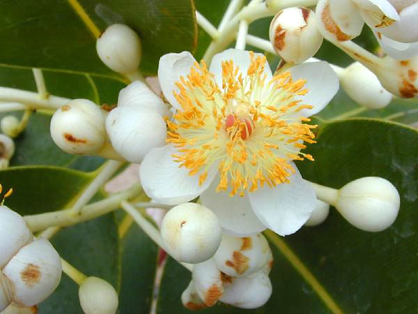 1905194_web1_1-kamani-flower-calophyllum-inophyllum-kim--forest-starr.jpg