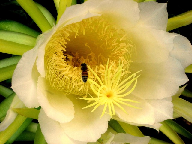1956604_web1_flower_bee-kudlo.jpg