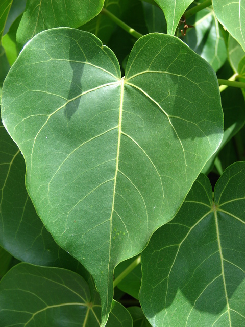1961952_web1_5-milo-leaf---kim-and-forest-starr.jpg