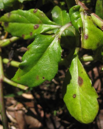 2216668_web1_1-okinawan-spinach---diseased-leaves-by-dd.jpg
