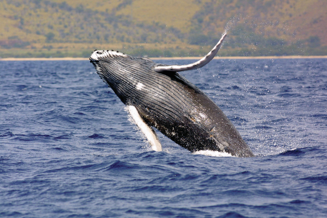 2294028_web1_copy_Humpback-whale-spotted.jpg
