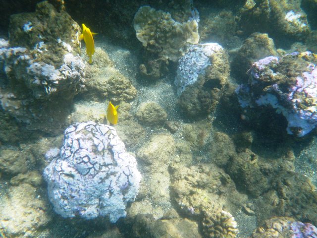 2362053_web1_coral-bleaching-with-yellow-tang.jpg