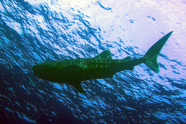 2467627_web1_whale-shark-Andersen.jpg