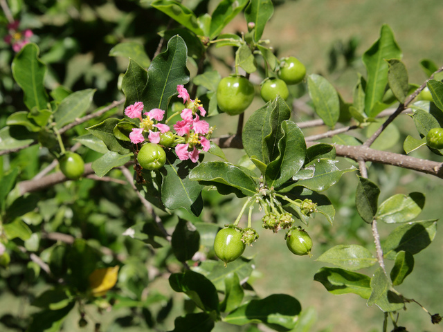 2699789_web1_4--Acerola-blossom-and-unripe-fruits---wikimedia.org.jpg
