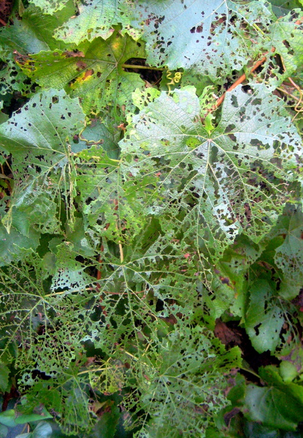 2741301_web1_1-grape-leaves-eaten-by-chinese-rose-beetle.jpg