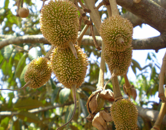 2981150_web1_2-Durian-fruit-in-tree---commons.wikimedia.org-copy.jpg