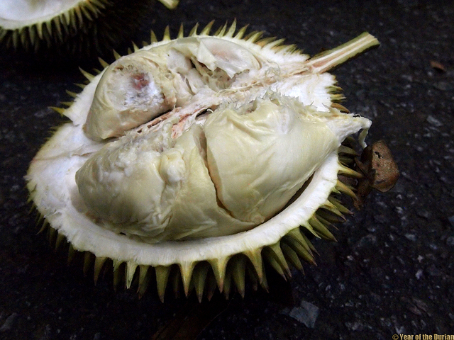 2981150_web1_4-Durian-Pulau-Ubin--by-Lindsay-Gasik-copy.jpg