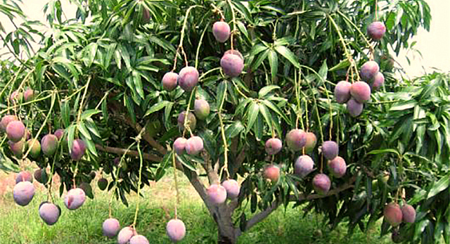 3302700_web1_1-mango-pruning---www.mango.org-copy.jpg