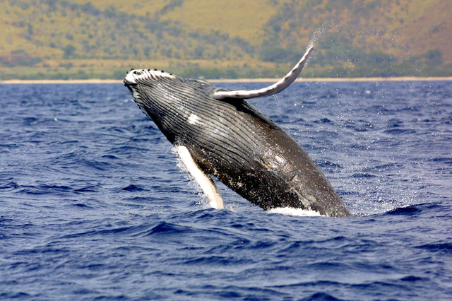 3338113_web1_NOAA-whale-3201612082744127.jpg