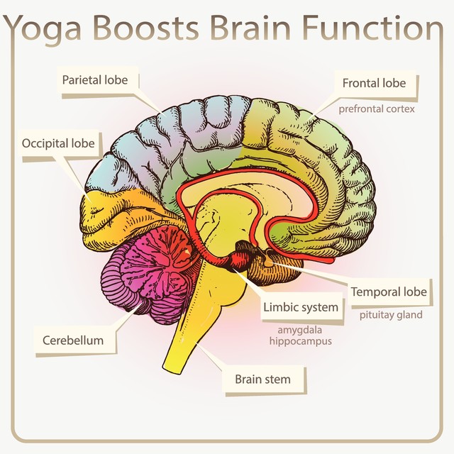 3735006_web1_Yoga-Boosts-Brain-Function-Illustration-copy.jpg