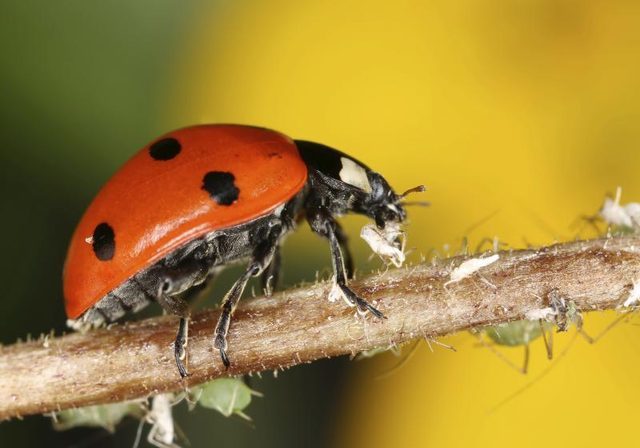 3814148_web1_2-ladybug-eating-aphids-from-ehow.com-copy.jpg