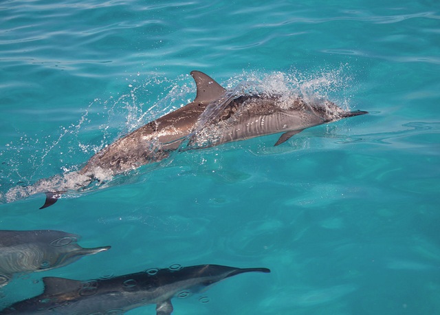Feds Want To Ban Swimming With Hawaii Dolphins West Hawaii Today