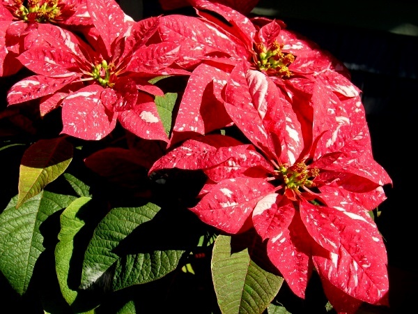 4050655_web1_2-poinsettia-by-starr-speckled-copy.jpg