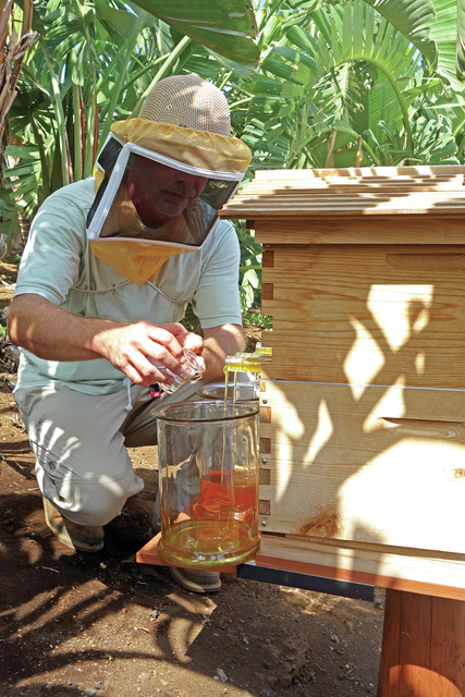 4282671_web1_Beekeeper-Michael-Domeier-harvests-the-first-honey-from-a-new-hive-at-Fairmont-Orchid2016105144550736.jpg