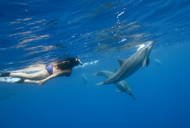 4552416_web1_-3---Snorkeler--Four-Dolphin-by-Lisa-Denning-1-copy.jpg
