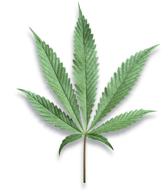4786161_web1_20161115-A1-marijuana-leaf.jpg