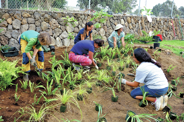 Rain Gardens Protecting Waterways West Hawaii Today