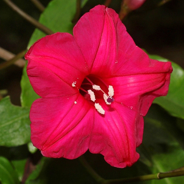 4887069_web1_1prince-kuhio-flower-from-exoticflora.in-copy.jpg