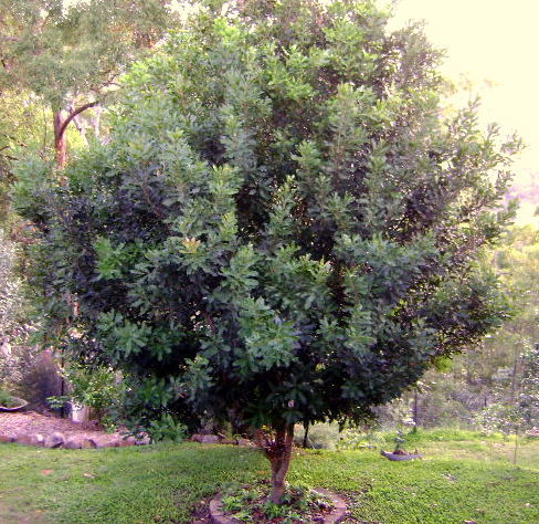 4913337_web1_1-macadamia-tree-daleysfruit.com.au-2-copy.jpg