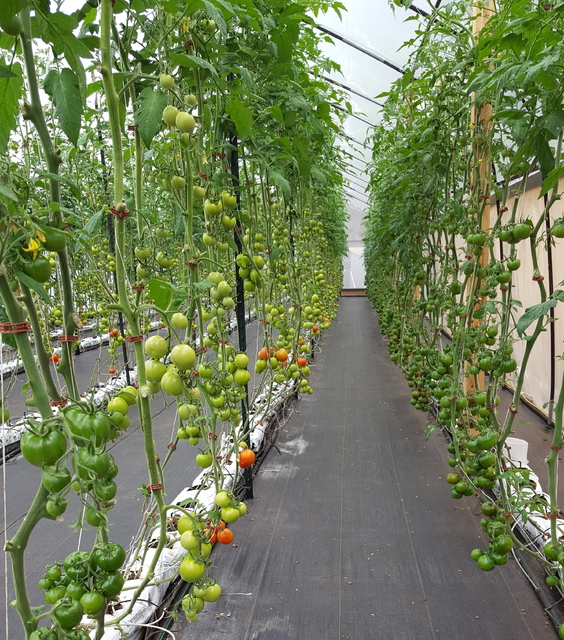4916327_web1_4-tomato-greenhouse-by-kitty-lyons-copy.jpg