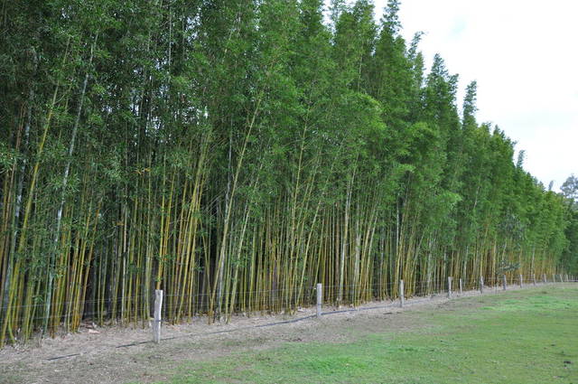 5025672_web1_3-bamboo-oldhamii-from-bambooland.com.au-copy.jpg