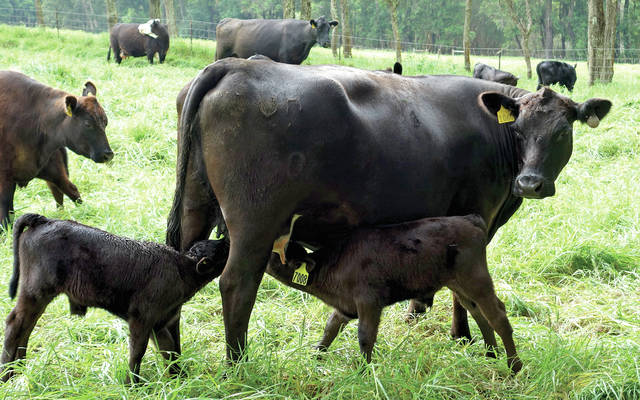 5238630_web1_Mother-cow-with-twin-calves201742017337143.jpg