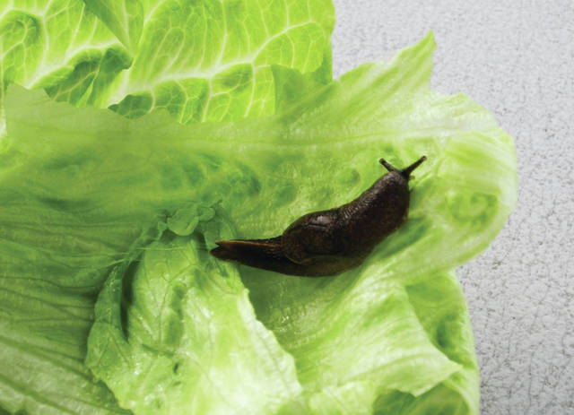 5675310_web1_Slugs-can-be-found-on-lettuce-and-other-produce201772171526100.jpg