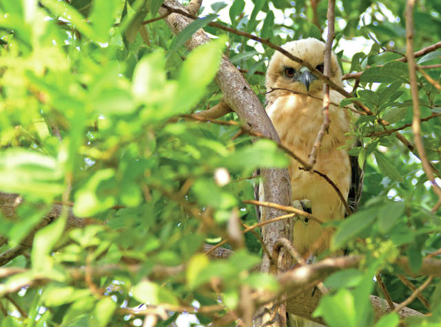5724369_web1_Io-sits-in-tree-after-release-photo-credit-Hawaii-Wildlife-Center20178112428407.jpg