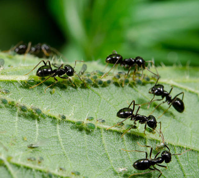 Tropical Gardening Helpline Kill Those Ants West Hawaii Today
