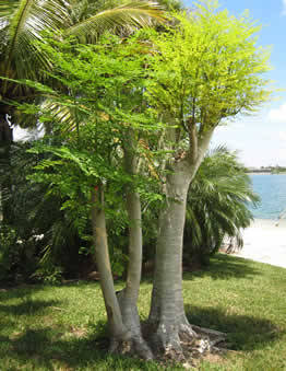 5875829_web1_2-Moringa-tree-coppiced---wiki.geneseo.edu.jpg