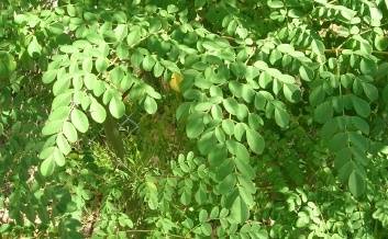 5875829_web1_3-moringa-leaves-by-kim--forest-starr-at-hear.org-2.jpg