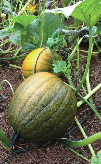 6024951_web1_Pumpkins-have-been-growing-by-leaps-and-bounds-on-Hawaii-Green-Earth-Farm-to-be-sold-at-the-Waimea-Pumpkin-Patch-Fall-Festival-Oct2017103101258358.jpg