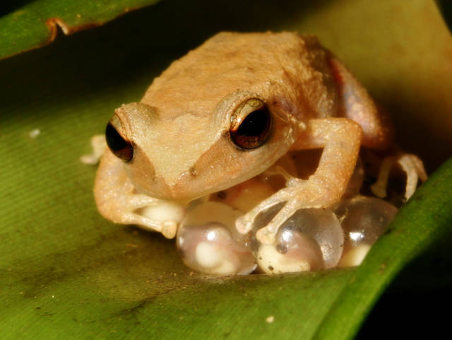 Image result for coqui frog puerto rico"