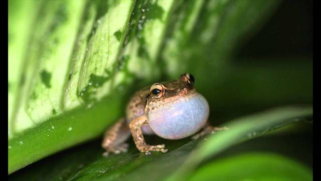 How To Get Rid Of Frog In Throat