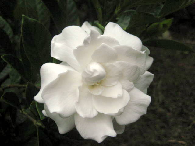 Plant of the month: Gardenia - West Hawaii Today