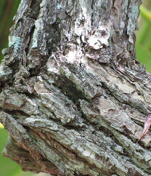Erythrina sandwicensis Hawaiian Wiliwili Tree One 10-14 inch tall seedling