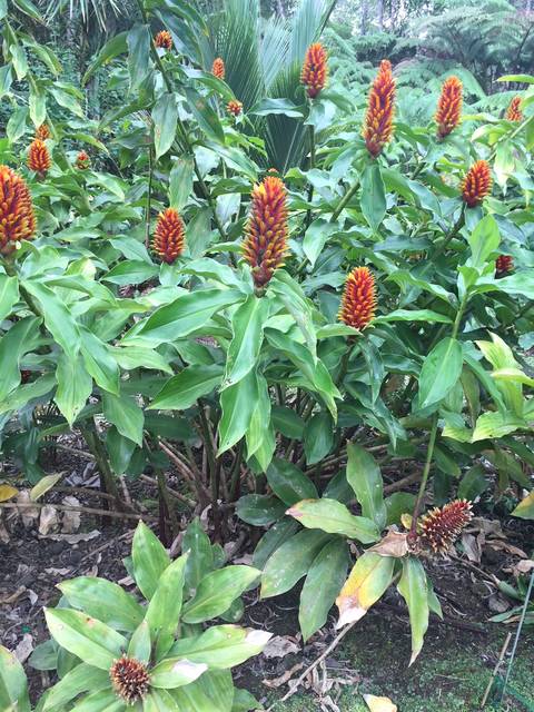 Gingers Great For Fragrance And Color West Hawaii Today