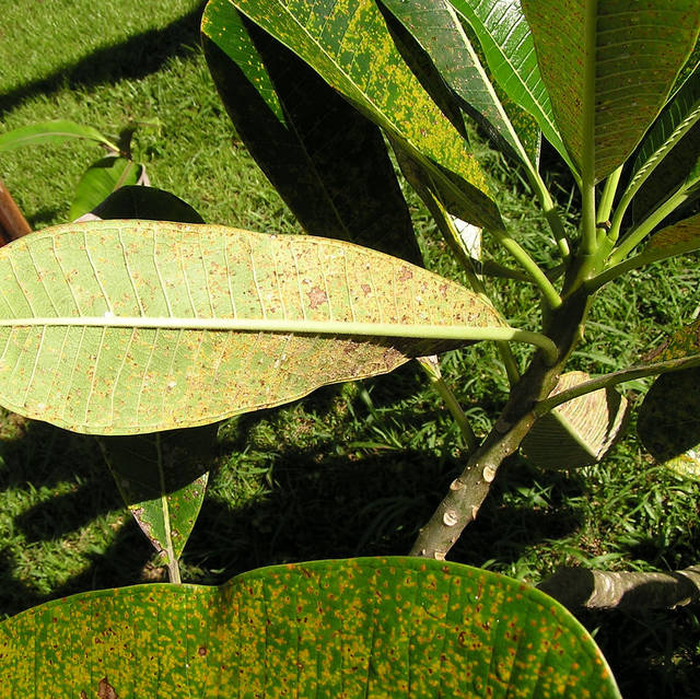 orange fungus on tree leaves